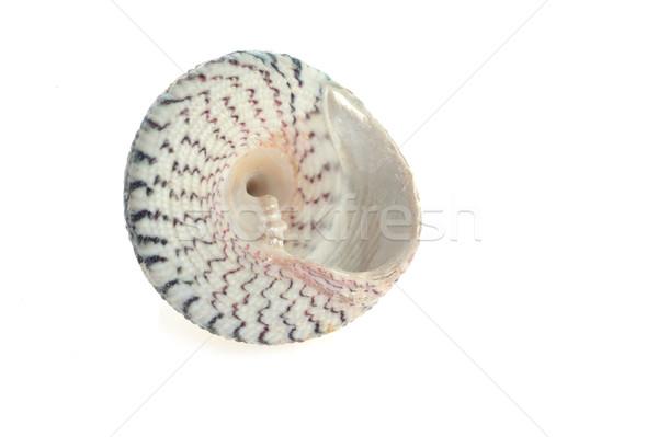 sea cockleshell lies on white  Stock photo © taden