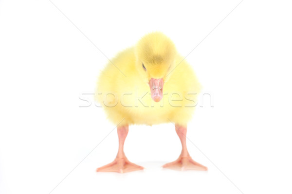 yellow fluffy duckling  Stock photo © taden