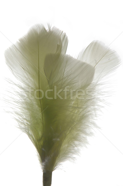 gren feather Stock photo © taden