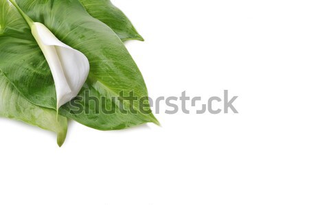 Stock photo: white  calla lily