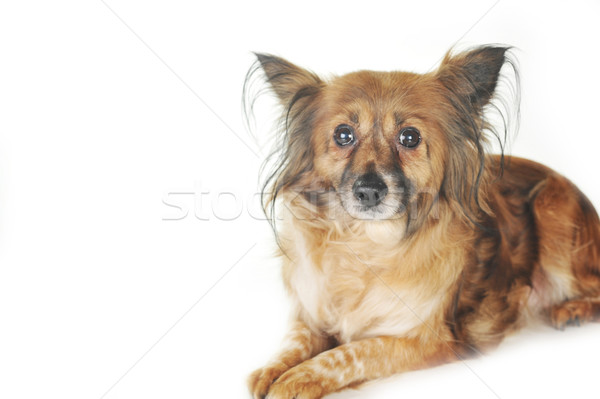 Cão marrom desgrenhado cabelo animais estúdio belo Foto stock © taden