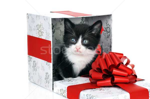 Foto stock: Pequeno · bonitinho · gatinho · dentro · caixa · de · presente · gato