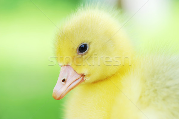Cute fluffy  chick Stock photo © taden