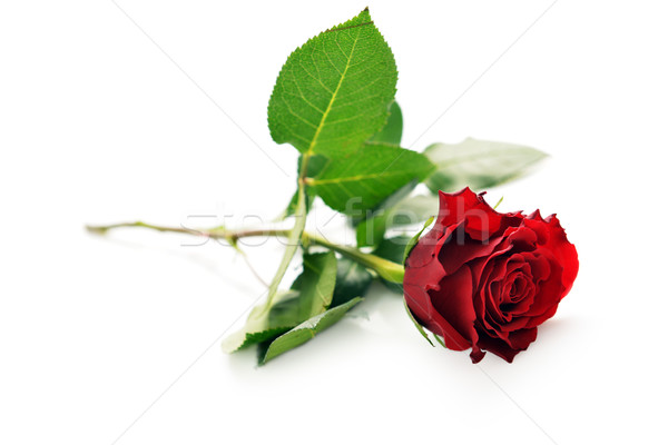 Trandafir rosu frumos izolat alb dragoste natură Imagine de stoc © taden