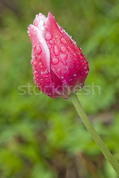 red tulips with water drops Stock photo © taden