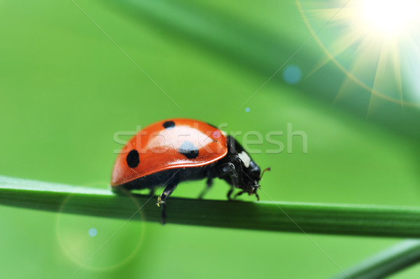 Coccinelle herbe rouge coccinelle sept noir [[stock_photo]] © taden