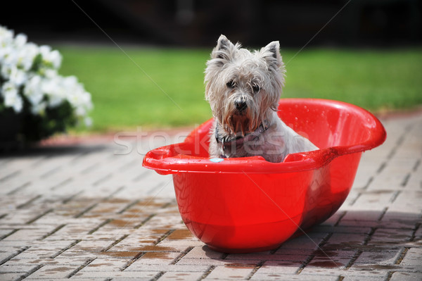 Câine umed copil proces Imagine de stoc © taden
