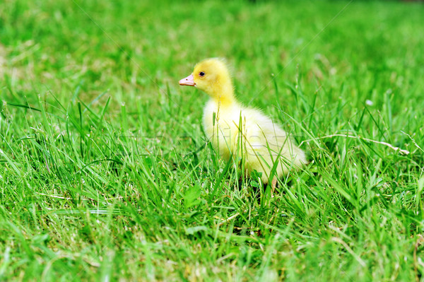 ördek yavrusu yeşil ot eski keşfetmek çim çocuk Stok fotoğraf © taden