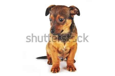 Foto stock: Perro · marrón · cute · sesión · pelo · animales · estudio