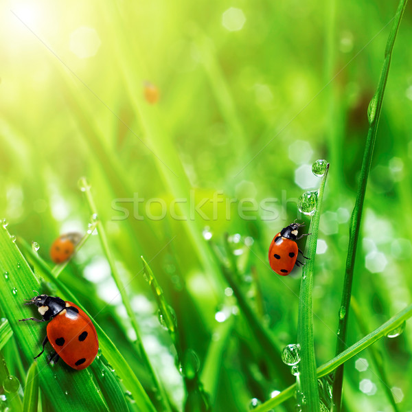 fresh green grass with water drops Stock photo © taden