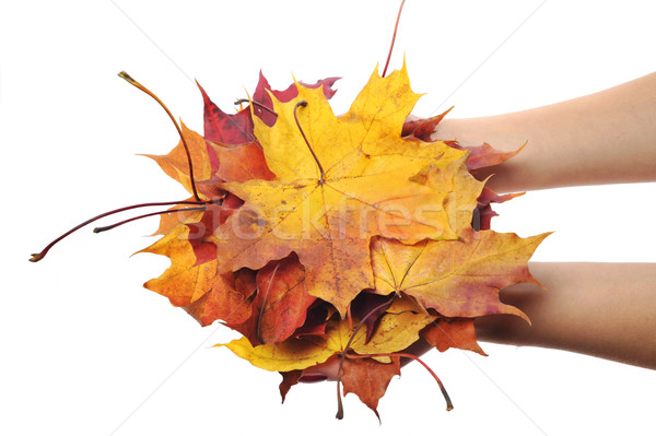  hands holding beautiful leaves Stock photo © taden