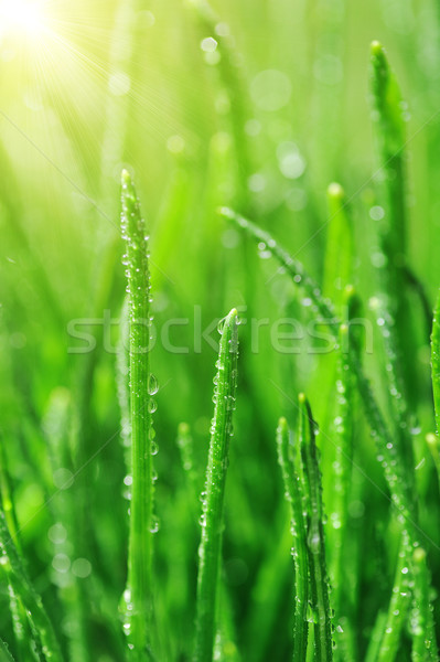 Roua iarba verde umed primăvară natură Imagine de stoc © taden