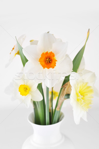 Blossoming narcissuses Stock photo © taden