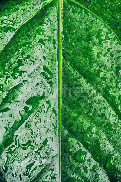 Zielony liść kropla wody wody kolor płynnych Zdjęcia stock © taden