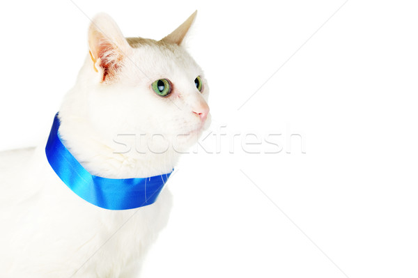 Pisică albastru panglică drăguţ alb pisica domestica Imagine de stoc © taden