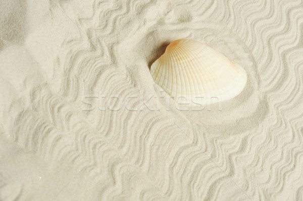 cockleshell on sand Stock photo © taden
