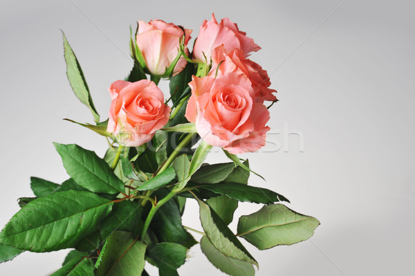 Afara trandafiri roz izolat flori Imagine de stoc © taden