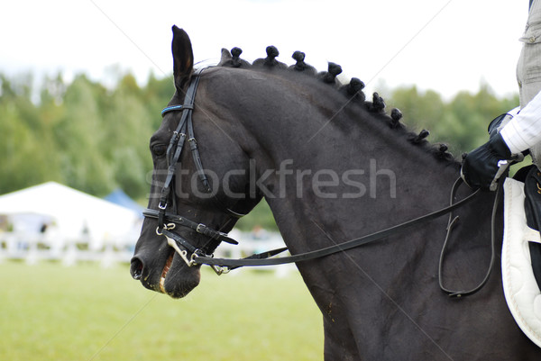 Schönen schwarz Pferd Gesicht Natur Kopf Stock foto © taden
