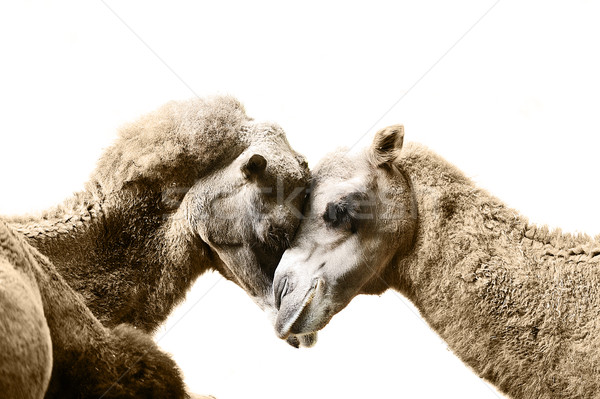 Camels resting Stock photo © taden