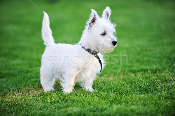 Fehér kutya kicsi zöld gyep fű Stock fotó © taden