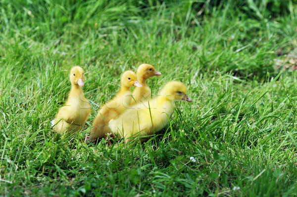 Сток-фото: три · пушистый · цыплят · зеленая · трава · трава · ребенка