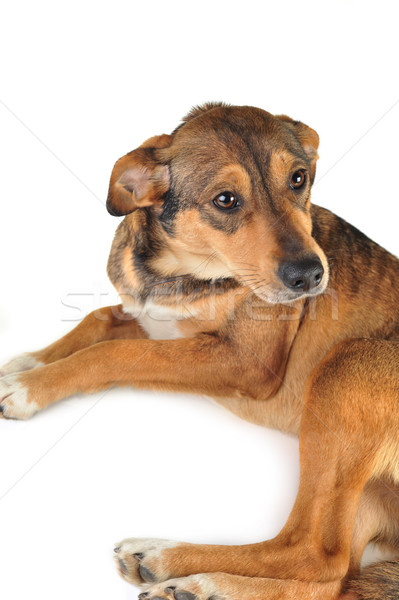 brown dog Stock photo © taden