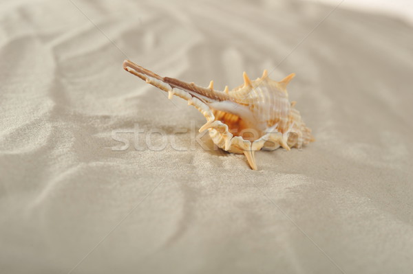 cockleshell on sand Stock photo © taden