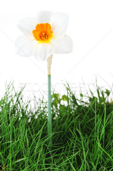 one blossoming narcissus Stock photo © taden