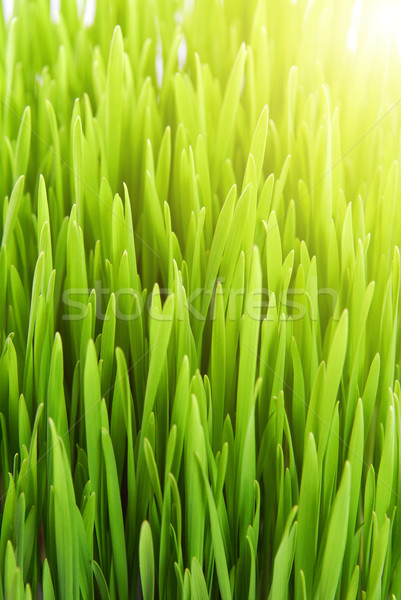 [[stock_photo]]: Fraîches · herbe · herbe · verte · fleur · printemps