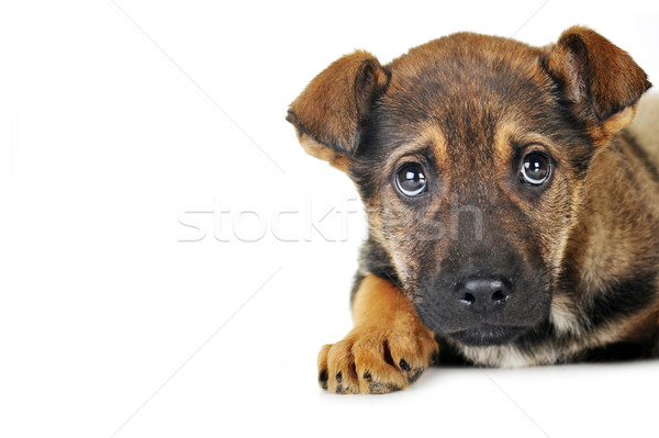 Barna kutya haj állatok stúdió gyönyörű díszállatok Stock fotó © taden