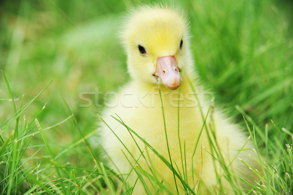   duckling on green grass Stock photo © taden