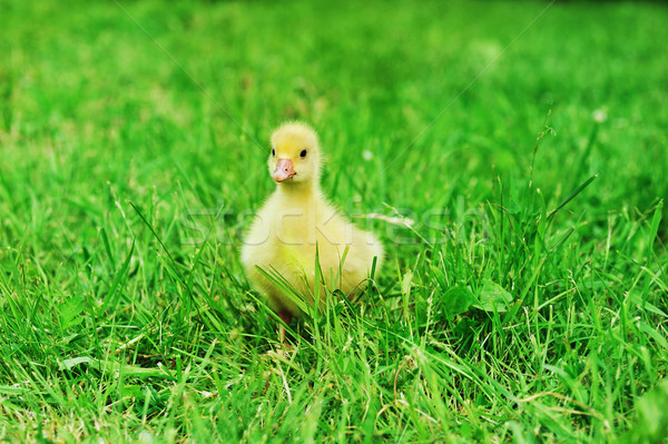   duckling on green grass Stock photo © taden