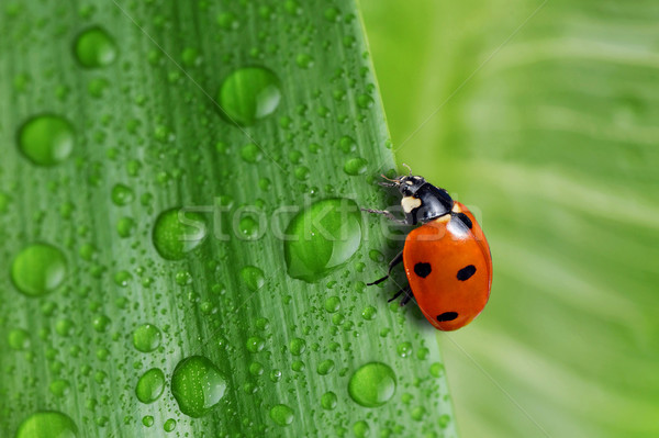 Brillante hoja verde gota de agua agua planta Foto stock © taden