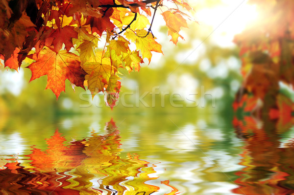 Güzel renkli sonbahar yaprakları park dizayn çerçeve Stok fotoğraf © taden