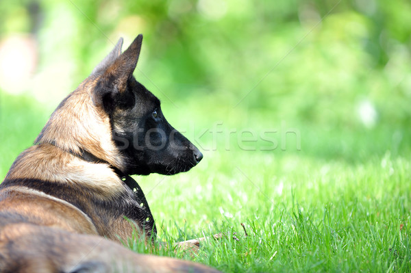 belgian malinois Stock photo © taden