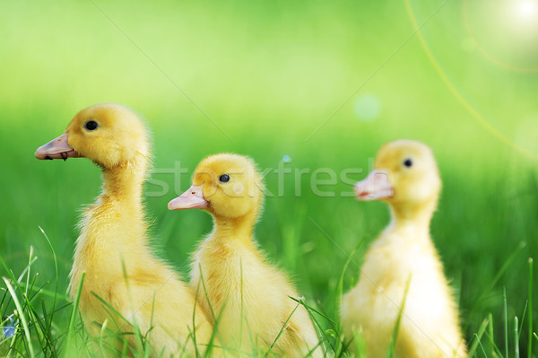 Três fofo garotas grama verde grama criança Foto stock © taden