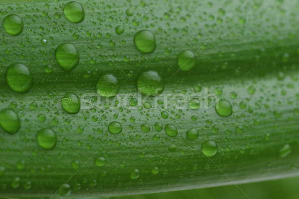 Fényes zöld levél vízcsepp közelkép víz növény Stock fotó © taden