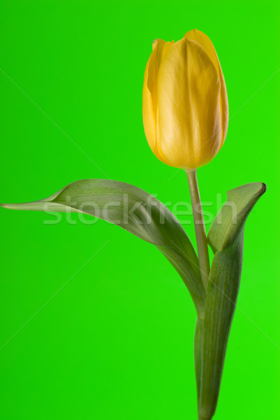 Yellow tulip close up Stock photo © taden