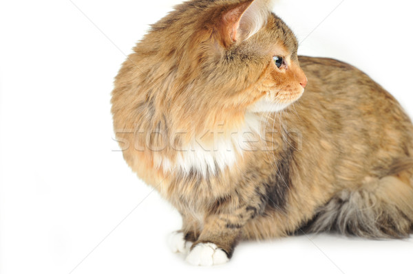 Gatto domestico cute isolato cat capelli ritratto Foto d'archivio © taden