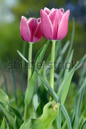 Czerwony tulipany ogród kwiaty wiosną miłości Zdjęcia stock © taden