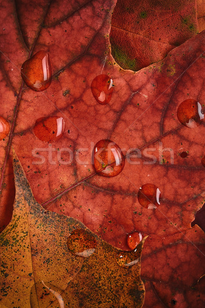 Umed frunze artar toamnă colorat textură Imagine de stoc © taden