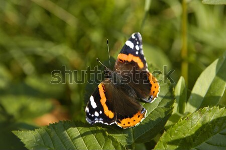 butterfly  Stock photo © taden