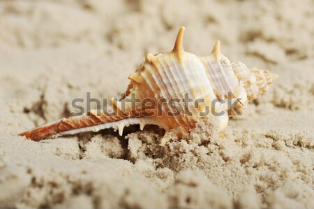 Stock photo: cockleshells on sand