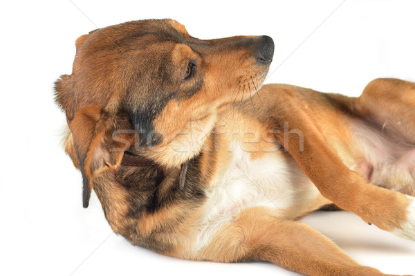 Barna kutya aranyos haj állatok stúdió gyönyörű Stock fotó © taden