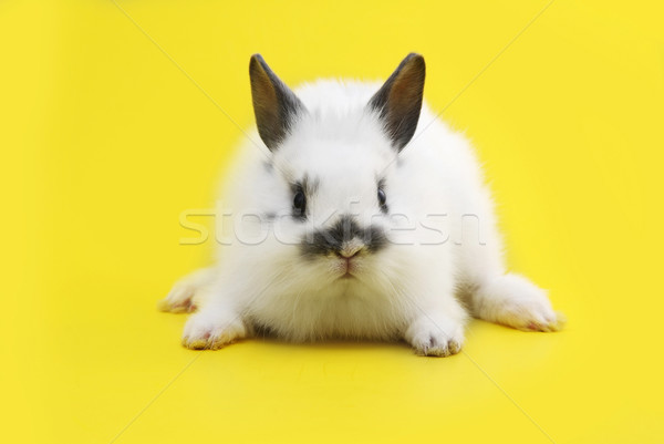 small rabbit Stock photo © taden