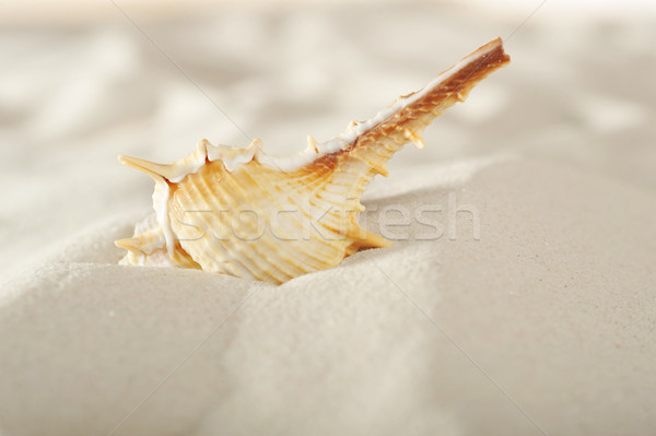 cockleshell on sand Stock photo © taden