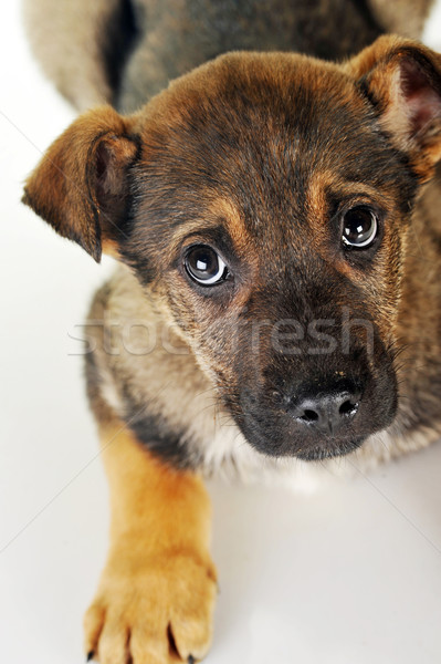 Bruine hond haren dieren studio mooie huisdieren Stockfoto © taden