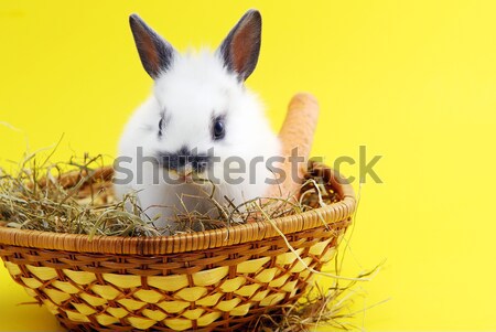 small rabbits in basket Stock photo © taden