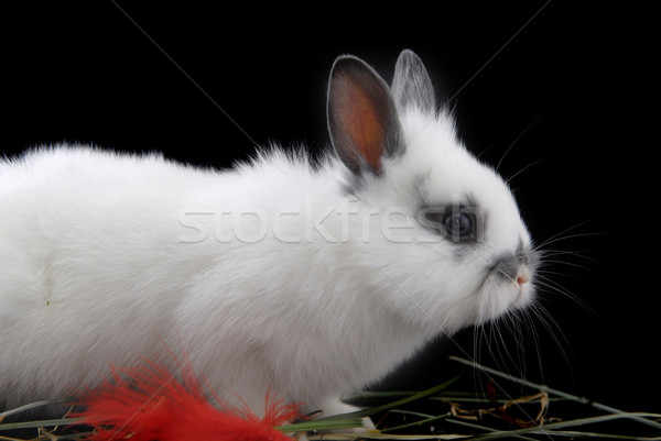 small rabbit Stock photo © taden