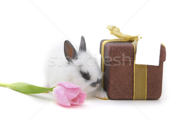 small rabbit with flower and present Stock photo © taden